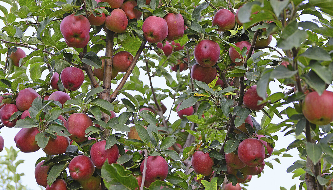 В саду и на поле 