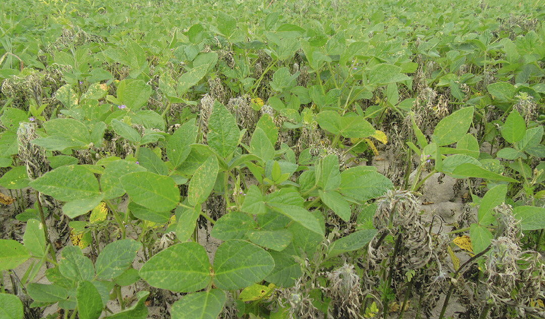 Защищаем сою 