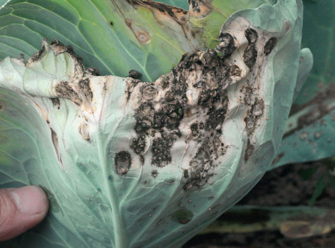Капуста с симптомами альтернариоза