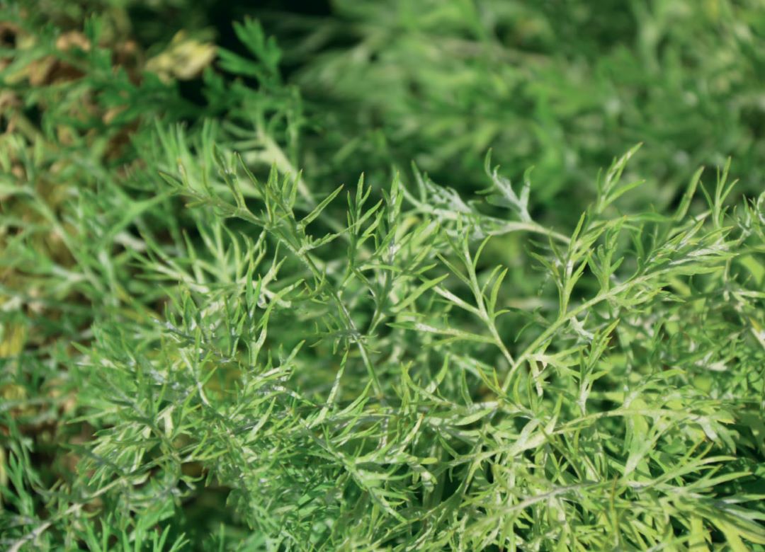 Мучнистая роса на моркови