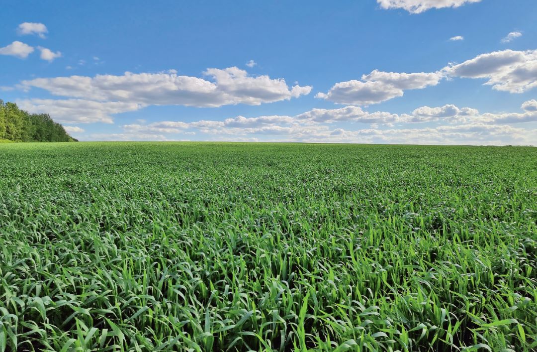 Озимая пшеница на полях ГК «РОСТАГРО»