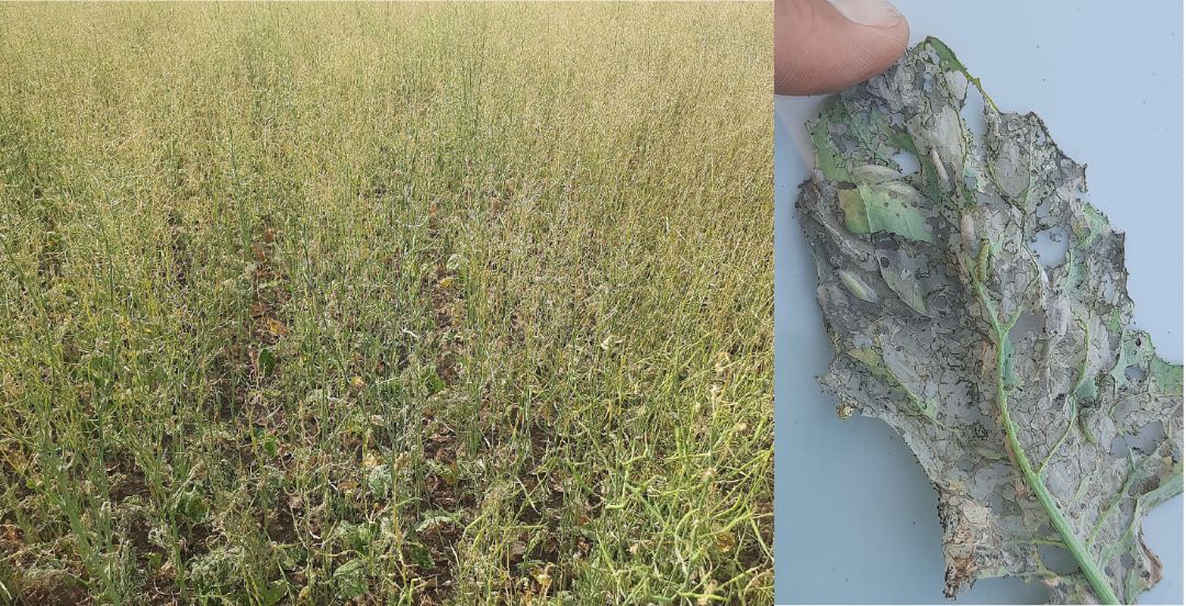 Контрольный вариант, та же дата