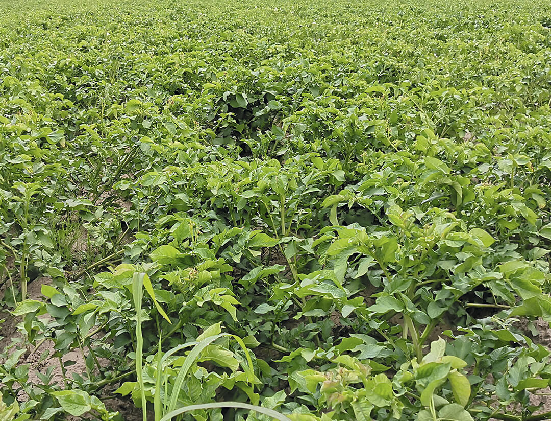 Московская область. Вариант «Августа» перед третьей обработкой 