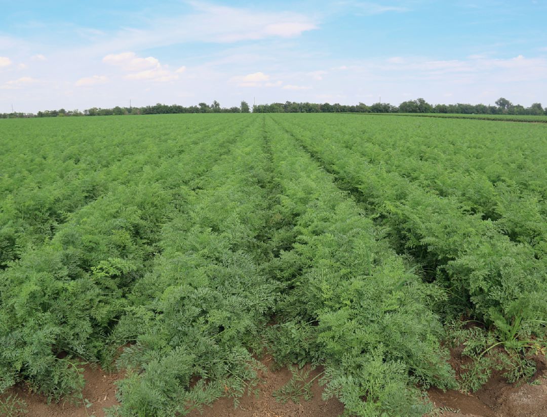 Морковь хорошо чувствует себя на волгоградской почве Морковь хорошо чувствует себя на волгоградской почве