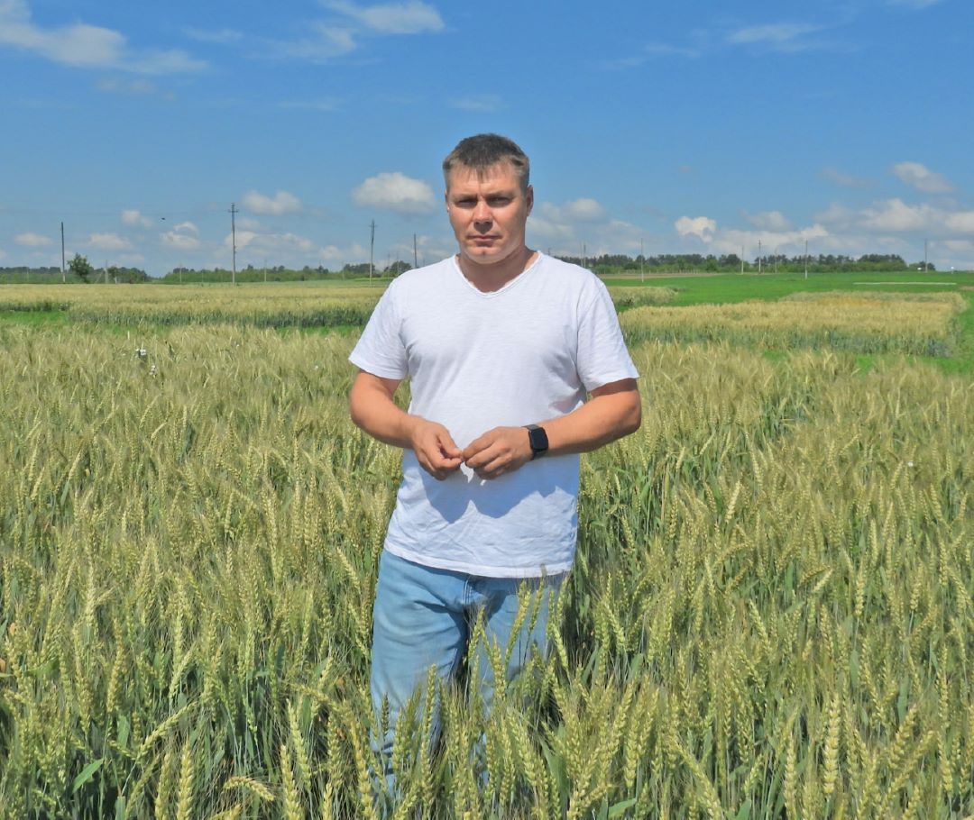 В. В. Нелюбин на поле озимой пшеницы Московская 56
