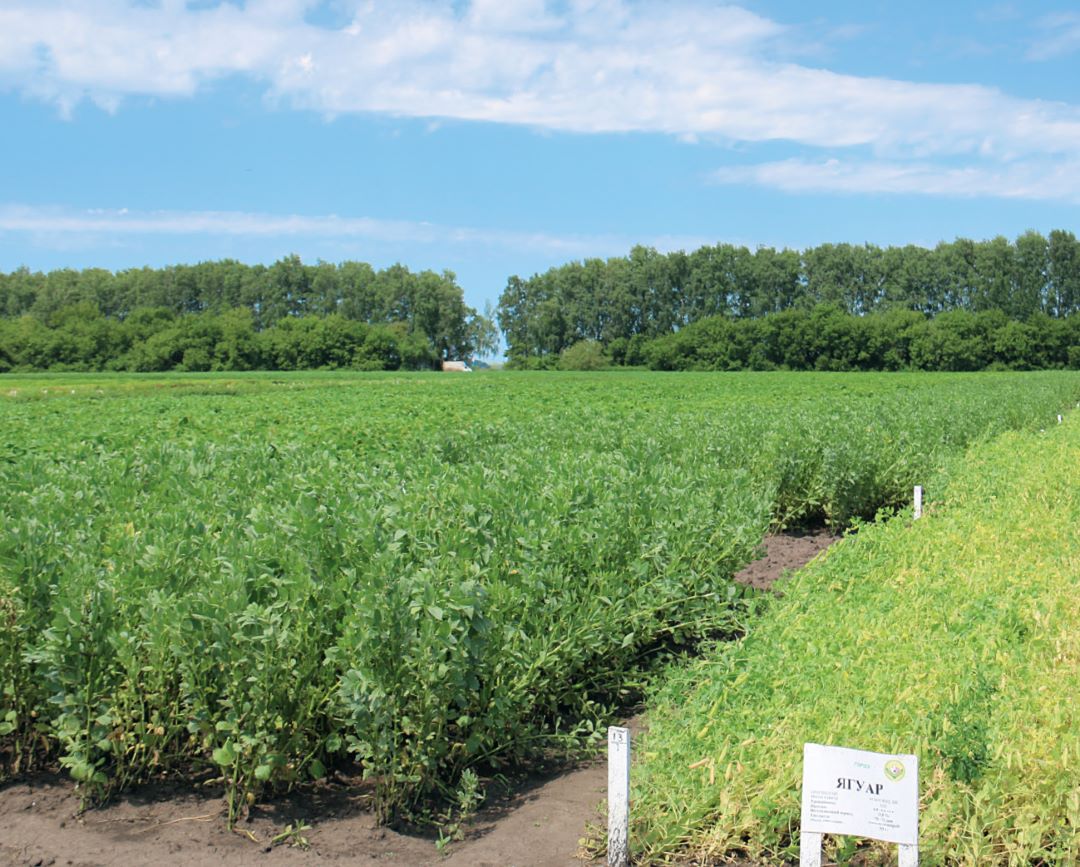 Делянки зернобобовых культур ФНЦ ЗБК