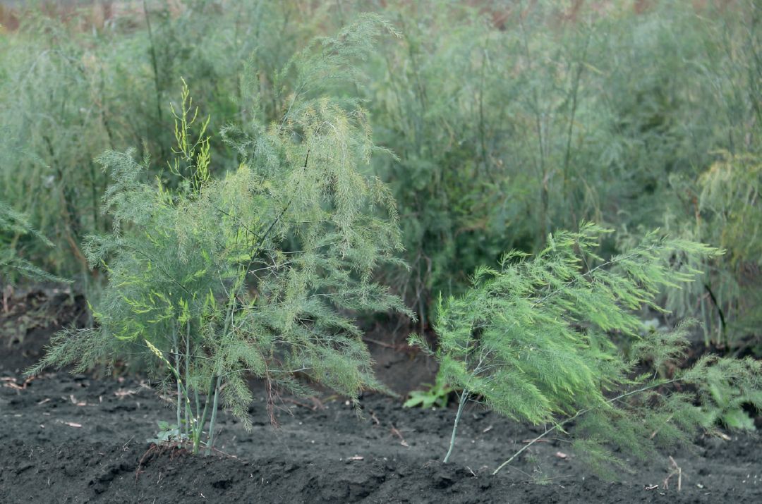 Посадки спаржи