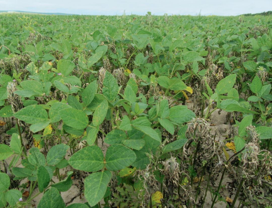 Приморский край, через 30 дней после обработки