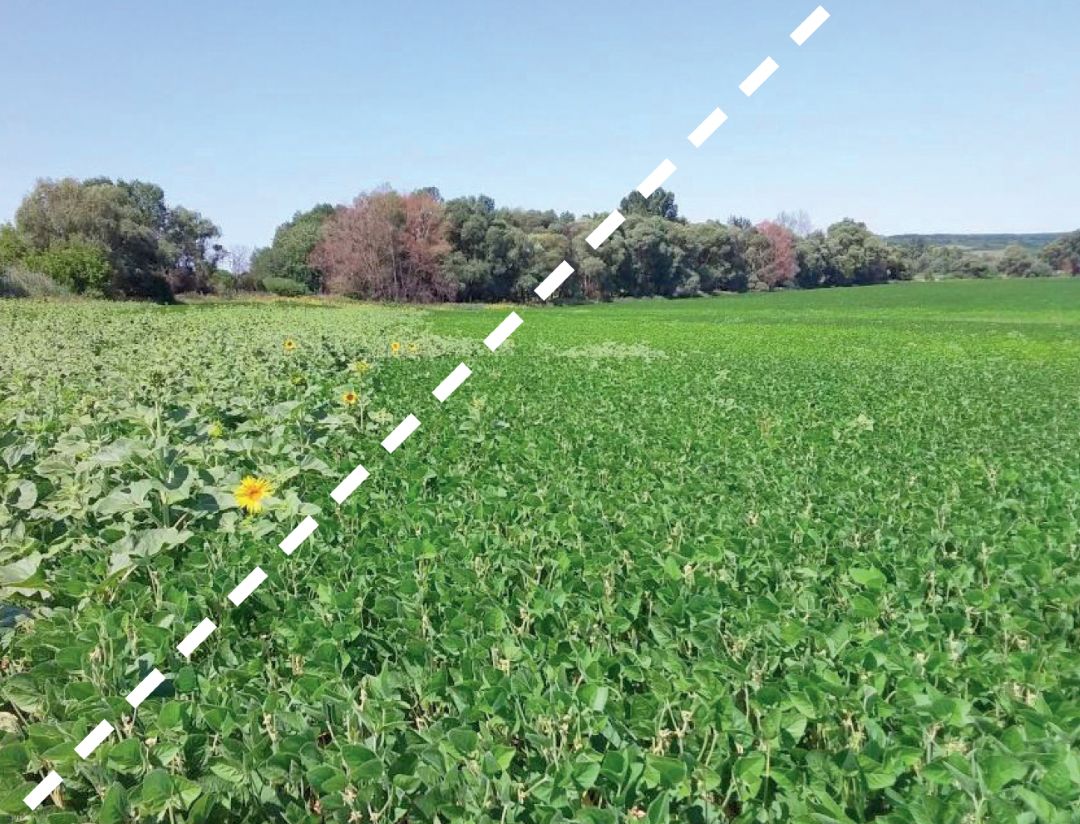 Белгородская область, через 30 дней после обработки