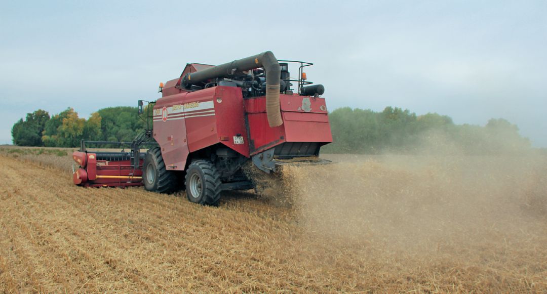 Уборка пшеницы, посеянной по No-till