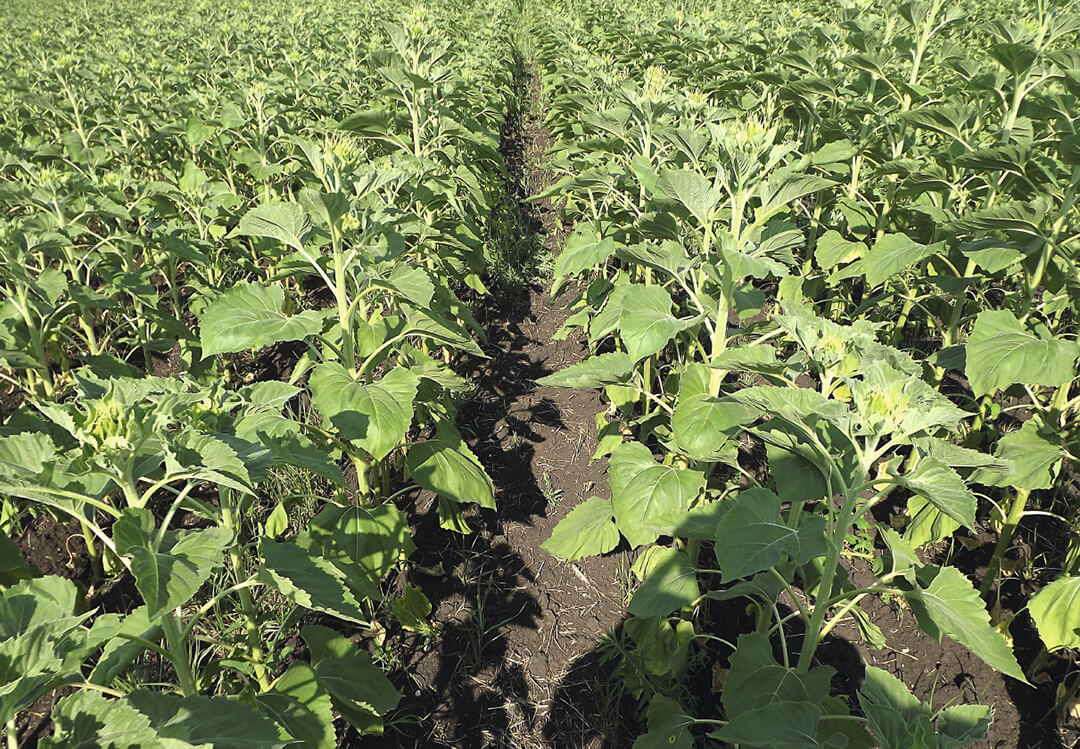 Действие через 45 дней 