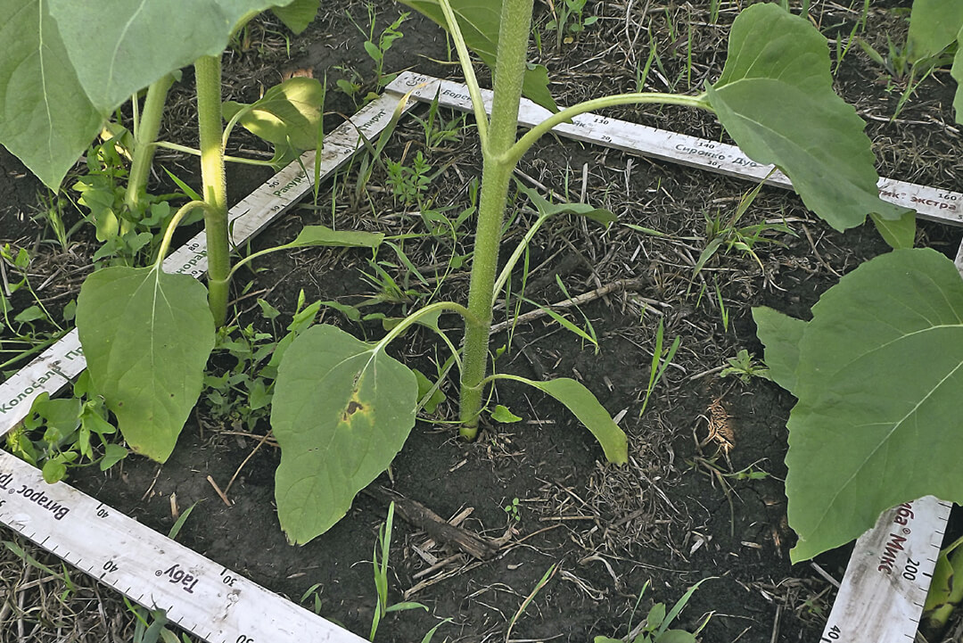 Действие через 30 дней 