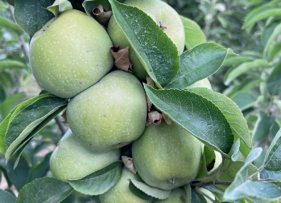 После применения , 0,3 л/га, Ставрополье