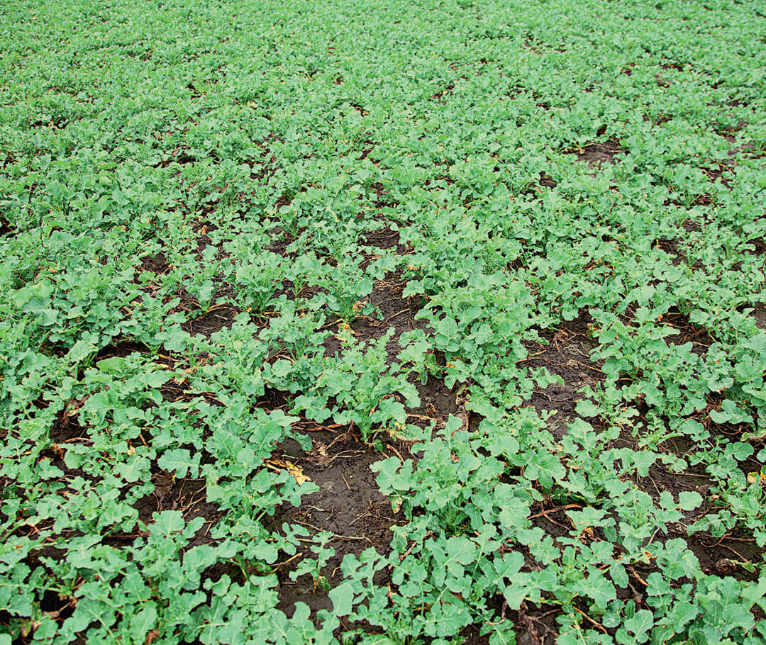 Рапс, защищенный гербицидами Питон + Транш Супер 