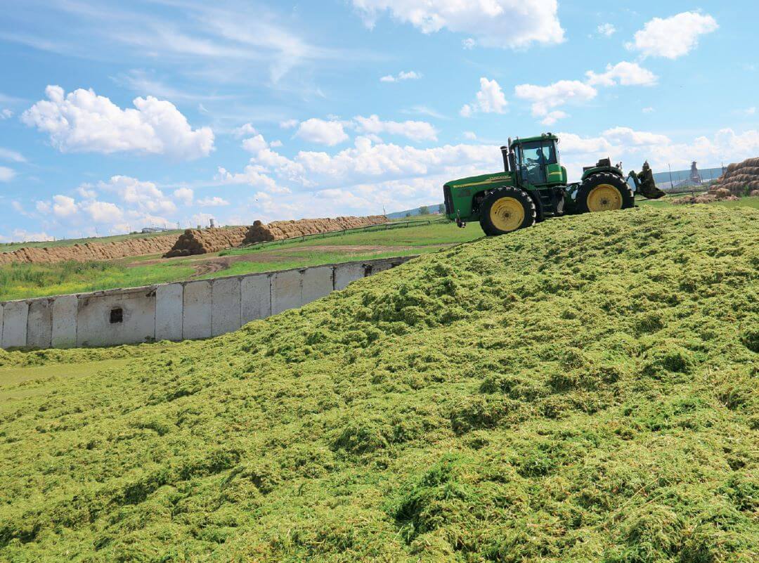 Трамбовка зеленой массы