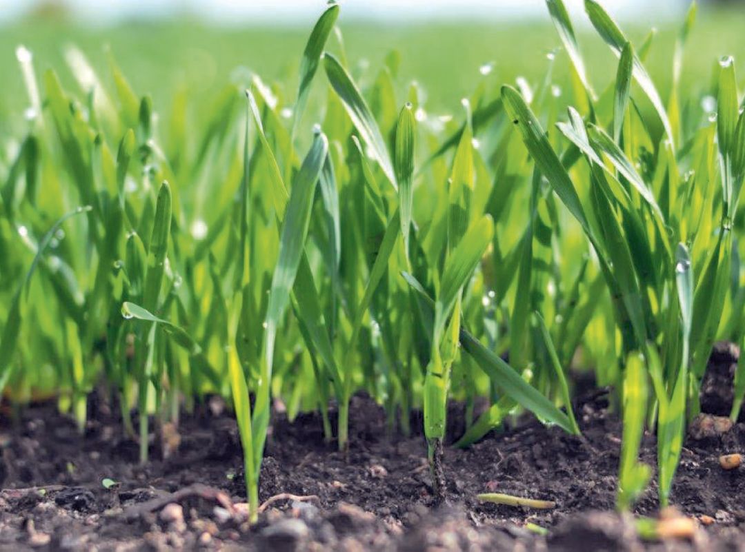 На старт, внимание… урожай!