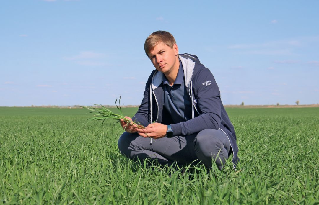 А. А. Мязин на озимой пшенице