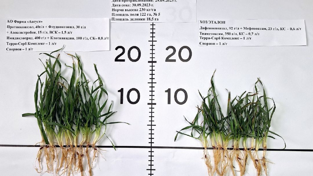 3. СХП «Плодородие», полевой учет 29 февраля 2024 года. справа – хозяйственный вариант