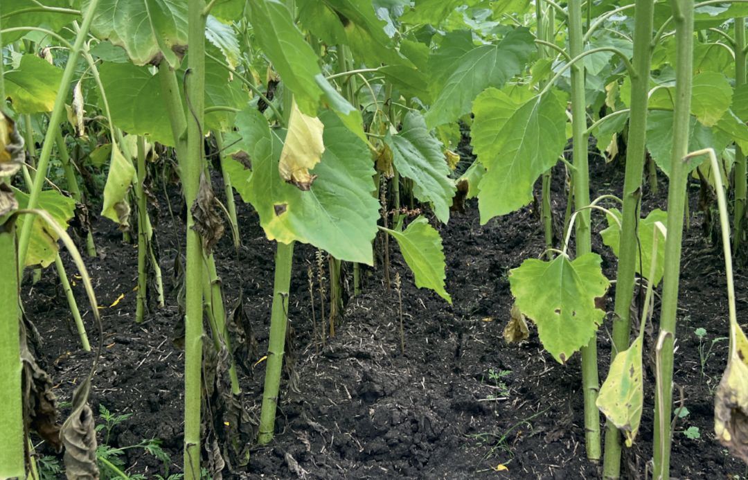 Подсолнечник. 1 л/га через 30 дней после обработки