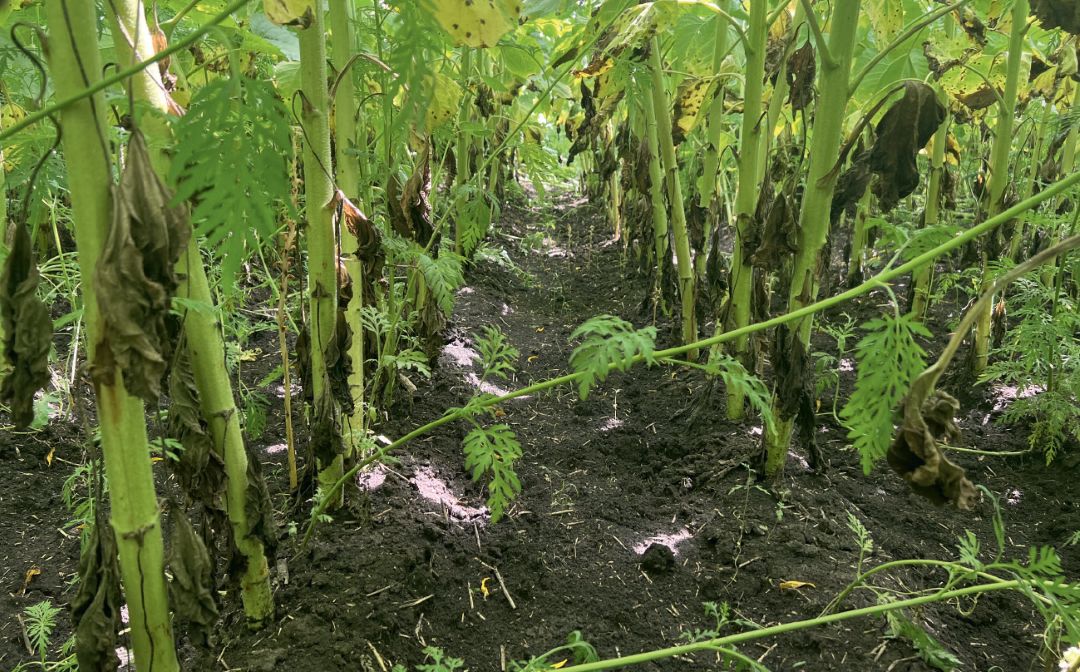 Контроль без обработки на ту же дату