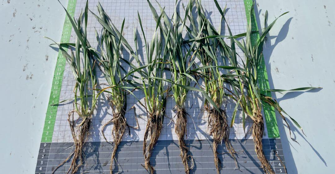 Краснодарский край