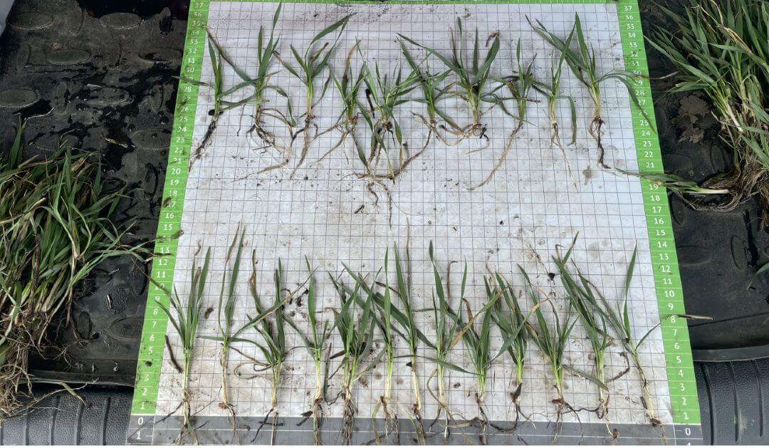 Белгородская область. Вверху – вариант хозяйства