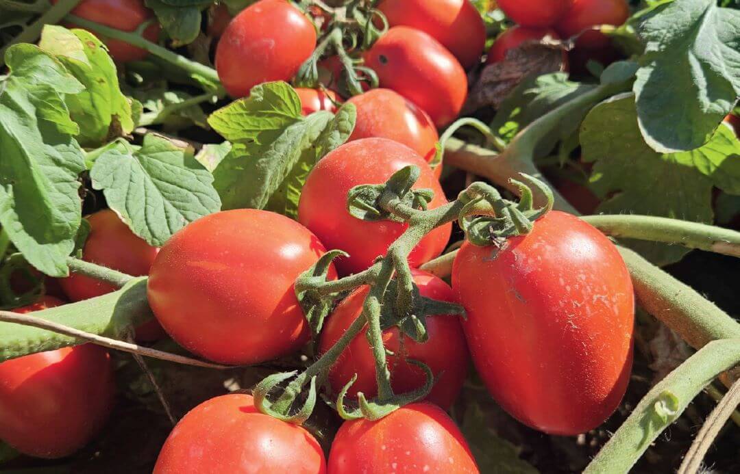 Томаты перед уборкой