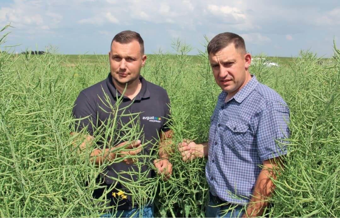 С. А. Хобец (справа) и В. О. Евсиков на поле озимого рапса F1 Доминатор