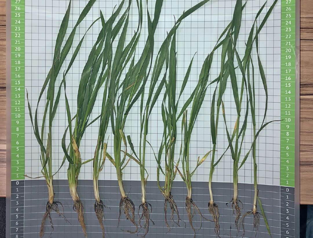 Татарстан. Учет в фазе трубкования, вариант Байсайд