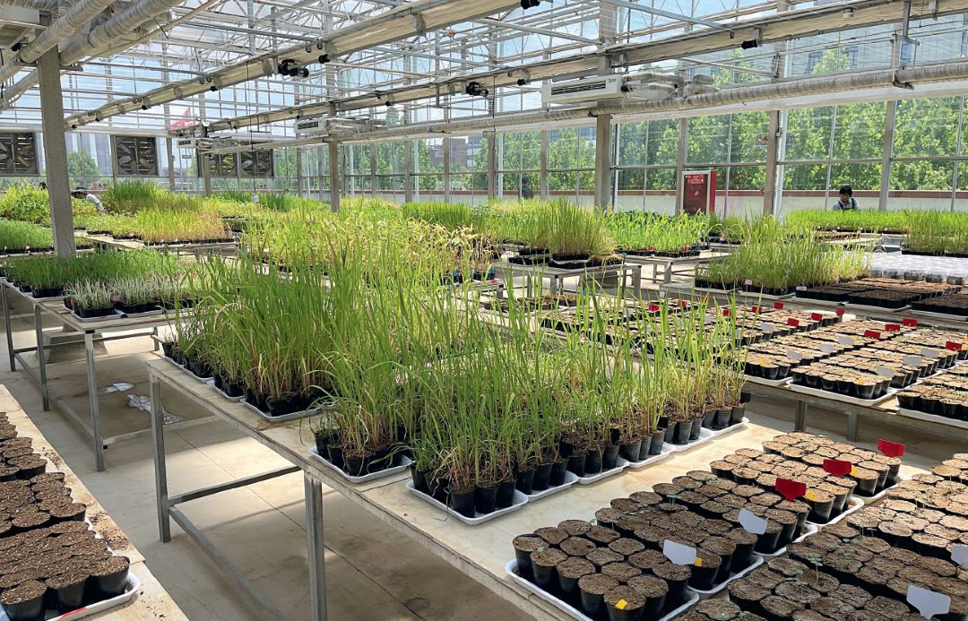 Теплица с контролируемыми параметрами, где проводят исследования