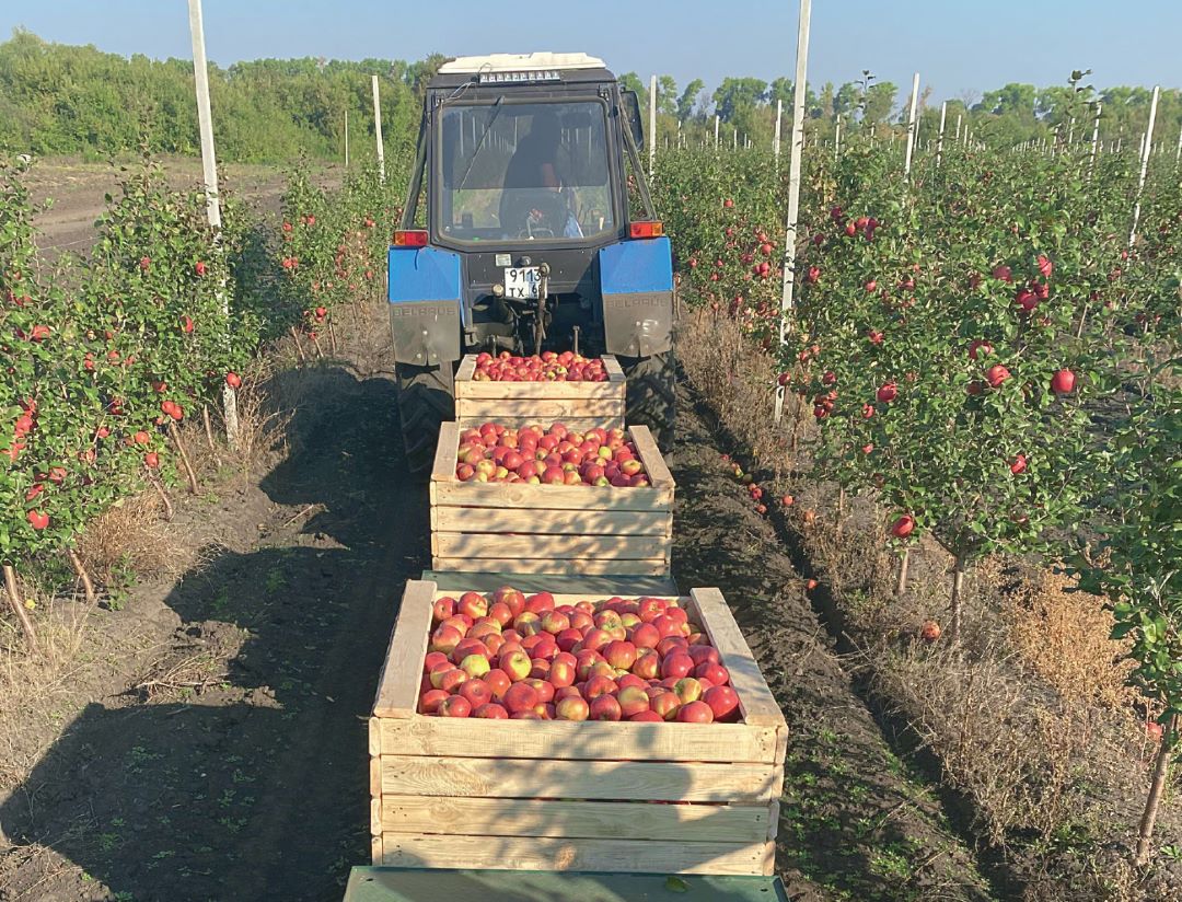 Уборка яблок в ООО «Агро-Т», Тамбовская область 