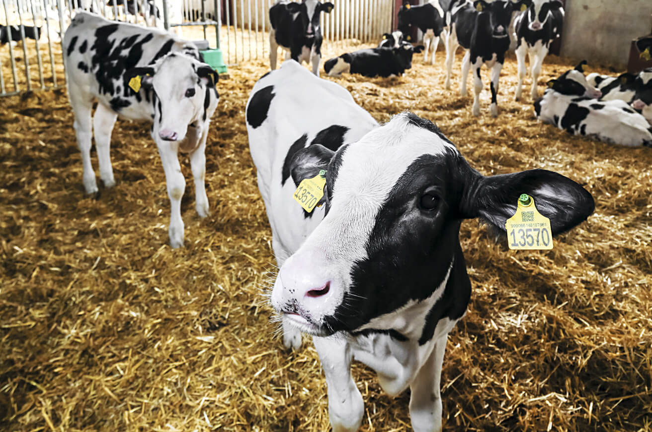 Молодняк гошлтино-фризской породы в МТК «Уразметьево» 