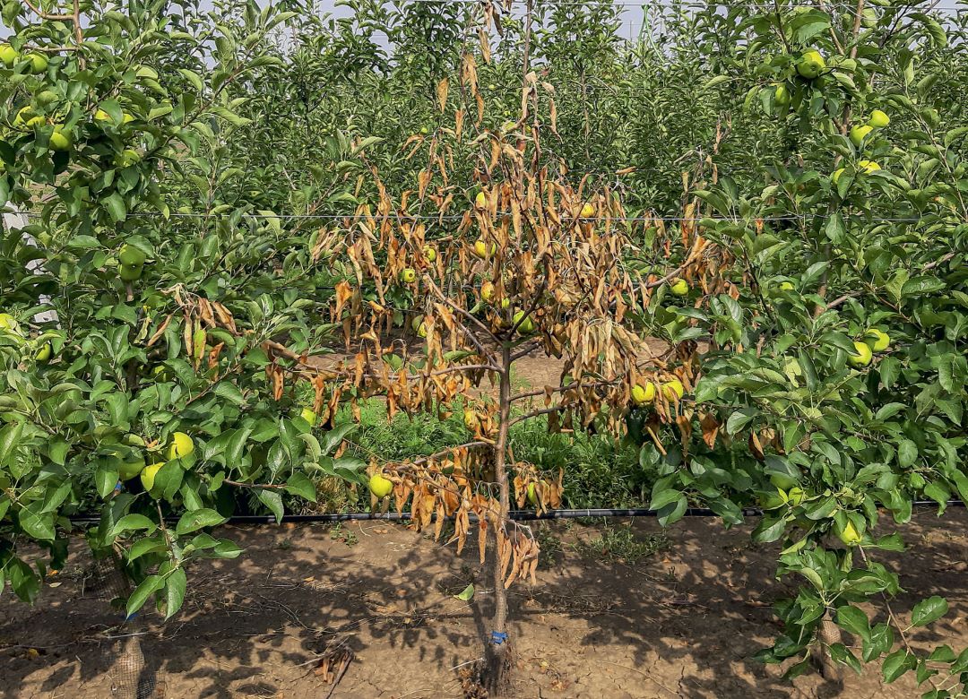 Гибель дерева от фитофторозной гнили шейки Гибель дерева от фитофторозной гнили шейки