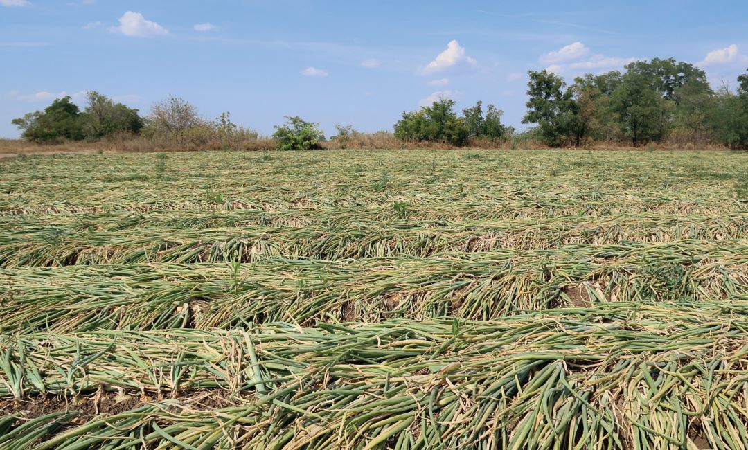 Лук, готовый к уборке