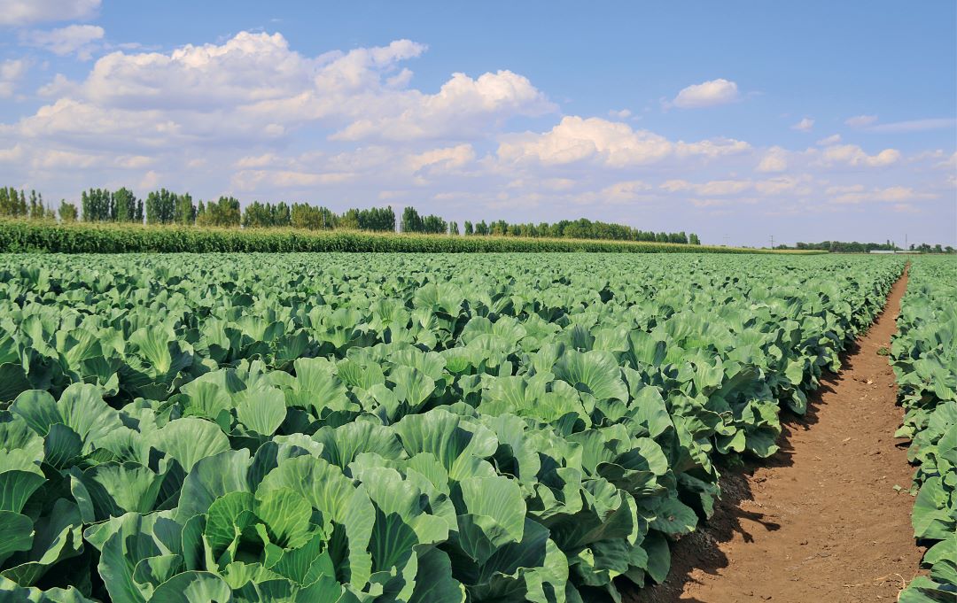 Волгоградская капуста под защитой «Августа»