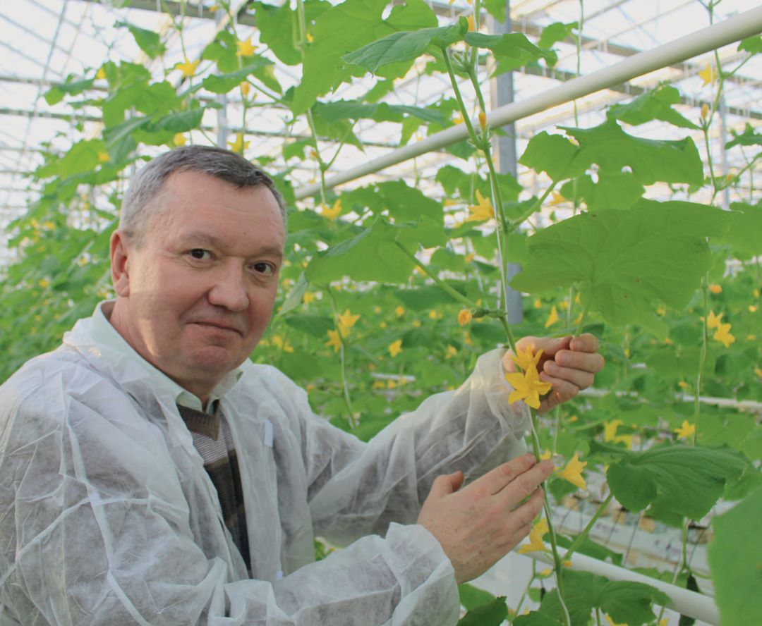 С. В. Бочкарев в АК «Московский» осматривает пчелоопыляемый огурец