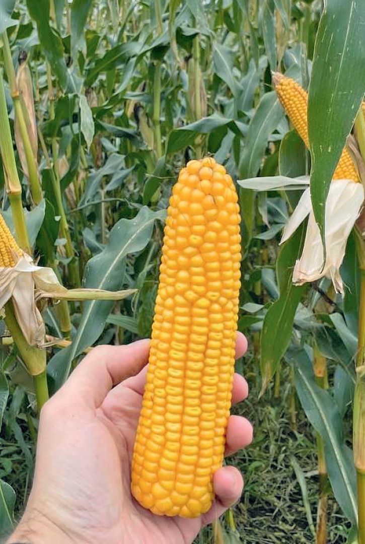 Вызревший початок кукурузы Вызревший початок кукурузы