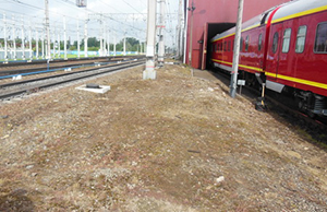 Искоренение поросли клена ясенелистного в полосе отвода автодороги (Саратовская область) 