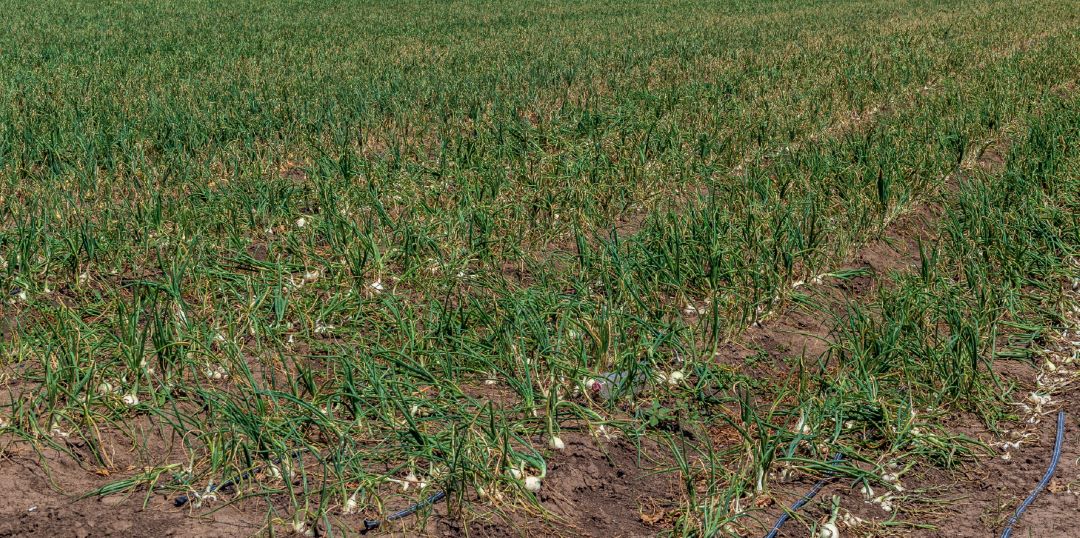 Посевы лука на капельном орошении