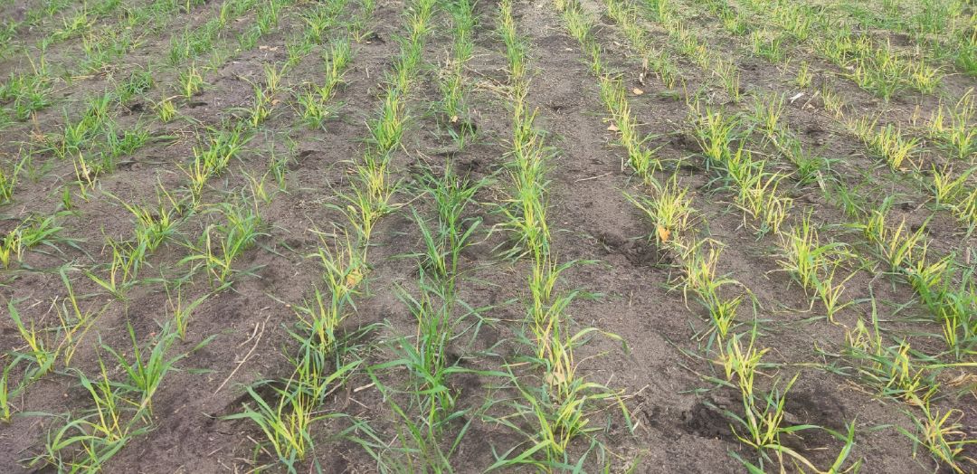 Последействие кломазона на озимую пшеницу. Ульяновская область