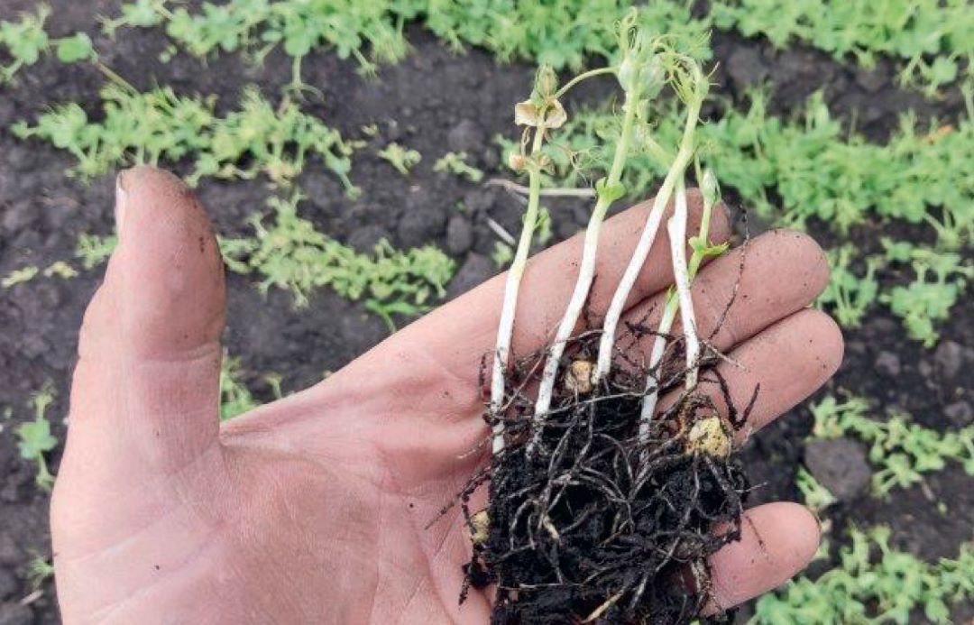 Всходы гороха, пострадавшие, предположительно, от пиклорама, примененного на рапсе почти два года назад. Удмуртия