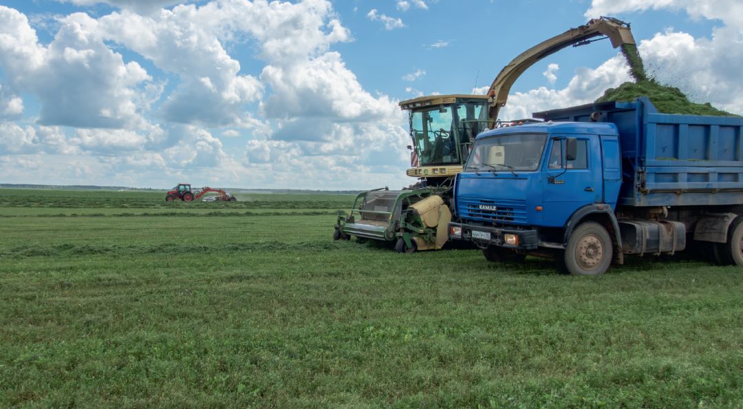 Второй укос люцерны второго года использования, 11 июля