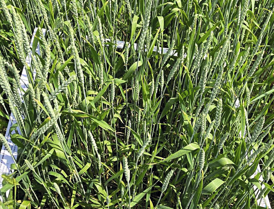 Вариант через 39 суток 