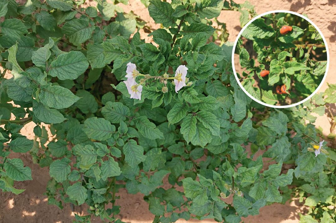 Действие через 5 суток после обработки картофеля. Во врезе наверху – колорадский жук в контроле без обработки