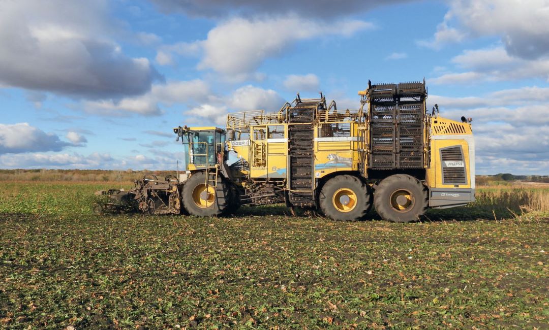 Уборка сахарной свеклы