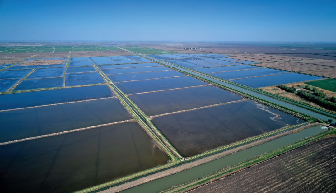 Идеальные рисовые чеки «Кубриса»