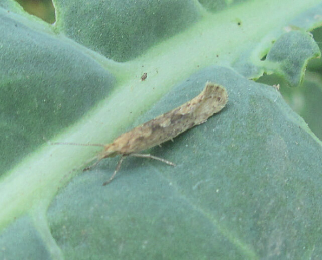 Незаменимые инсектициды на рапс