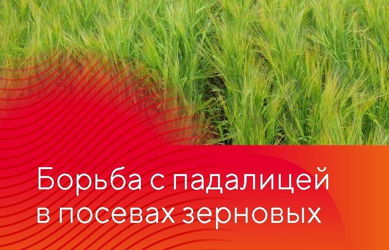 Падалица подсолнечника — серьёзный засоритель в севообороте