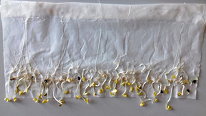 Тирада — фунгицидный мастер