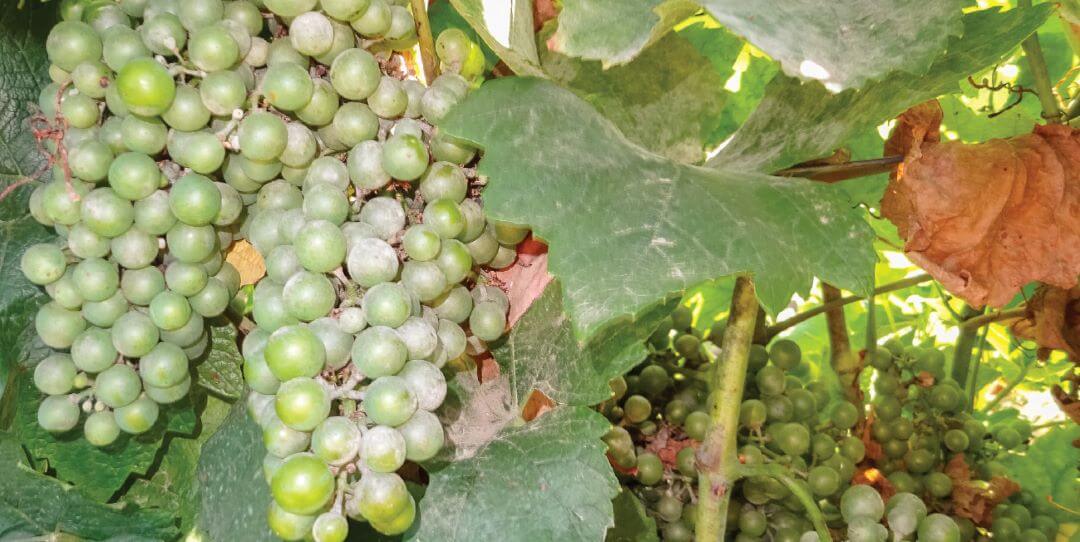 Новые препараты в защите винограда